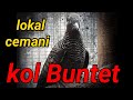 SUARA PERKUTUT - cemani KOL BUNTET GACOR