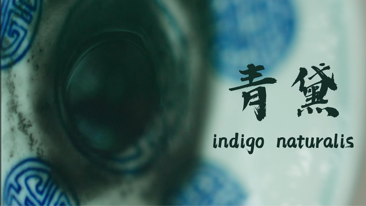 青黛  Indigo naturalis
