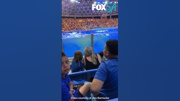 Whale Poops, Splashes Audience With Dirty Water