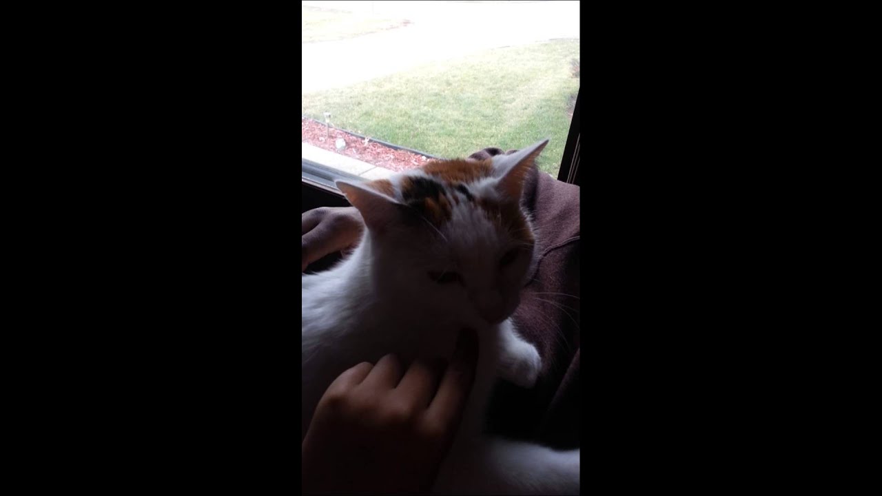 Cat chewing on... nothing! YouTube