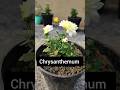 চন্দ্রমল্লিকার ফুল কেটে ফেললাম কেন ?🥹#gardening #crysanthemum #winterspecial #shortsfeed