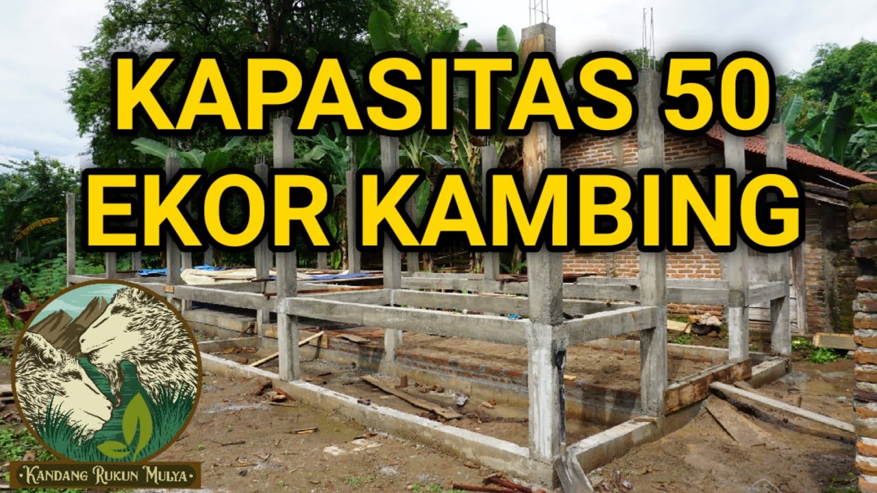 Memulai Ternak Kambing Dengan Langsung Buat Kandang Kapasitas 50 Ekor