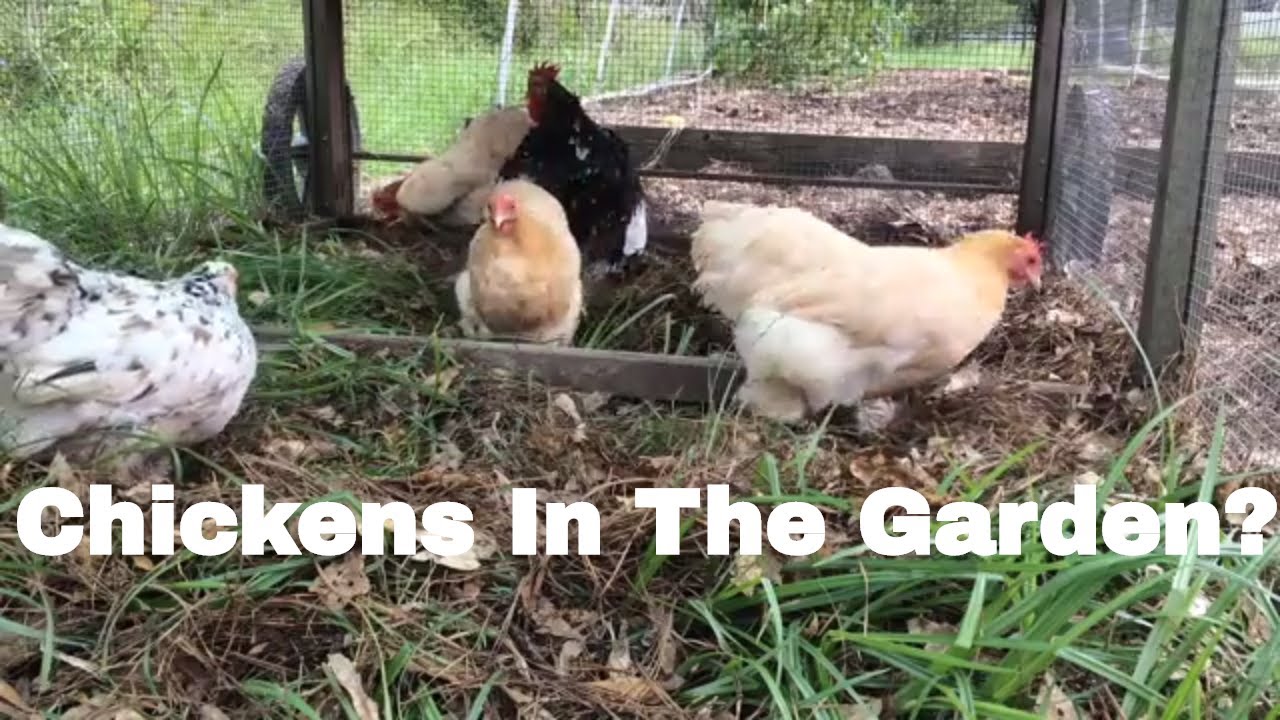 Using Chickens As Weed Control In The Garden YouTube