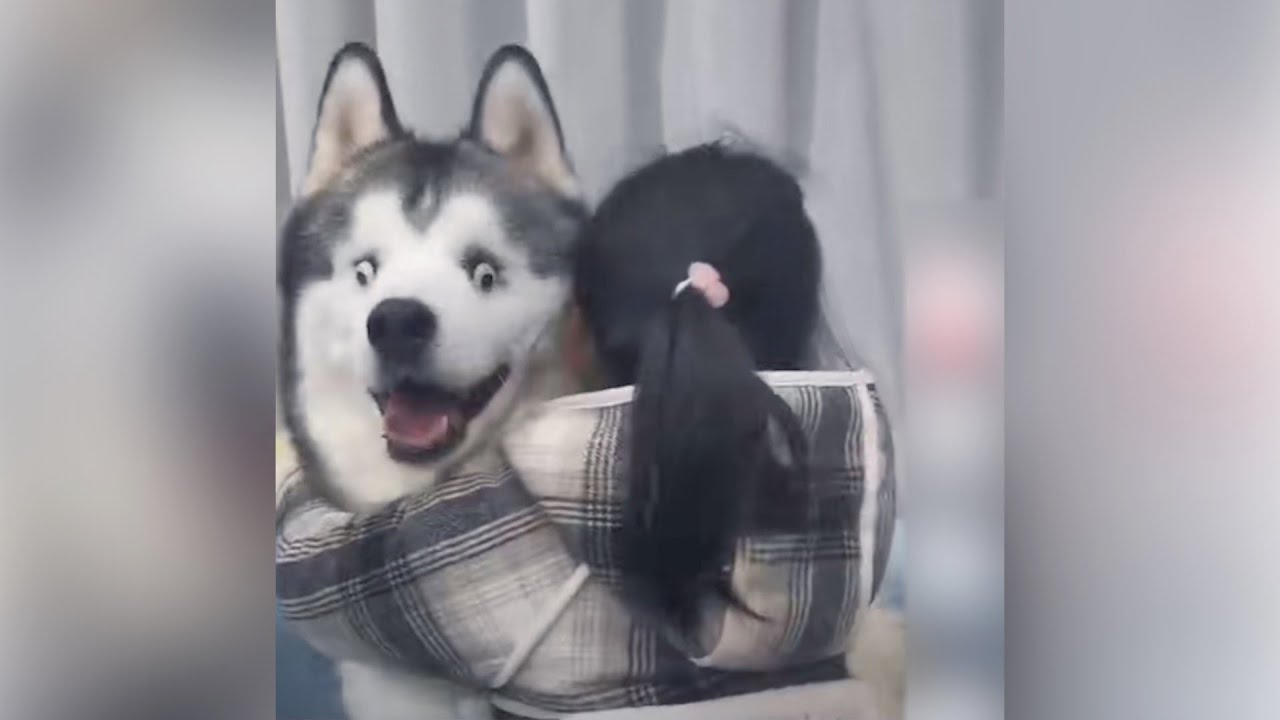 are huskies known to be blind