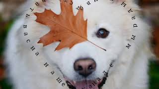 Собаки🐶 Предки и семейство. Собаки🐶 Предки и семейство.