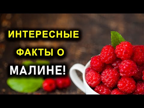 ИНТЕРЕСНЫЕ ФАКТЫ О МАЛИНЕ!