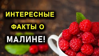 ИНТЕРЕСНЫЕ ФАКТЫ О МАЛИНЕ!