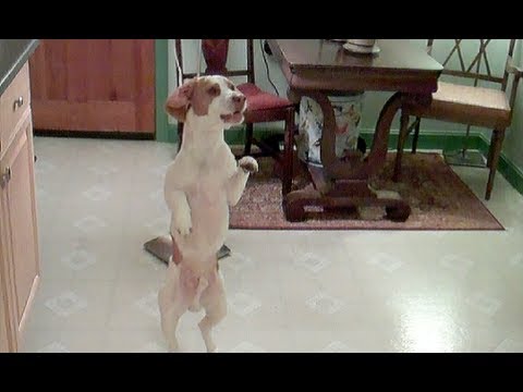 Doggy Dance Fail - YouTube