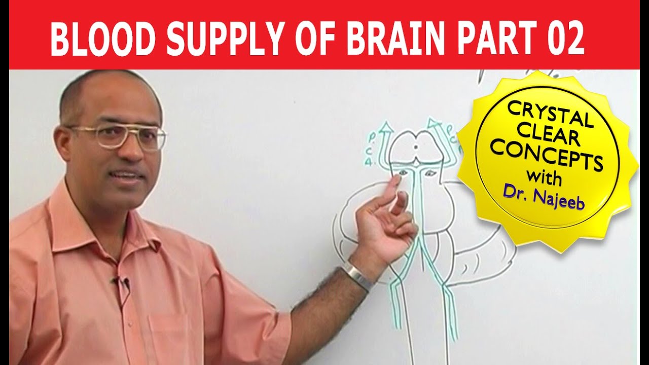 Blood Supply of Brain | Circle of Willis | Part 2/11 - YouTube