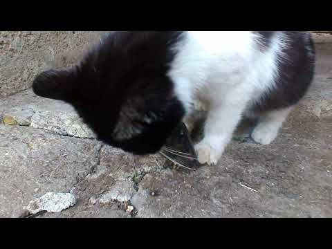 Видео: Защо котката яде риба?