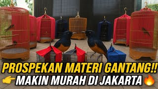 Download Lagu SEMAKIN MURAH‼️ HARGA MURAI BATU PROSPEKAN MATERI GANTANG DI JAKARTA🔥 MP3 Download Lagu SEMAKIN MURAH‼️ HARGA MURAI BATU PROSPEKAN MATERI GANTANG DI JAKARTA🔥 MP3