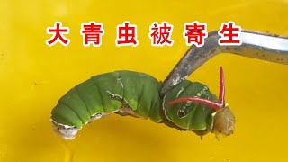 This big caterpillar is really miserable! Invaded by parasitic wasps