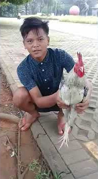 Ayam terSADIS di dunia orang gila jadi korban