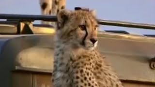 Cheetah Uses Film Crew Car as Vantage Point | BBC Studios