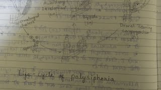 Rhodophyta(लाल शैवाल) Polysiphonia life cycle notes in hindi msc botany