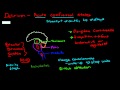 Pathophysiology of delirium