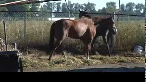 The Life of a Horse Jockey - Lethbridge Horse Racing