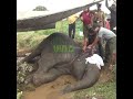 Treatment for a Wounded Wild Elephant | Injured elephant #elephant