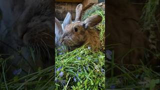 Blumen #rabbit #hasen #bunny #cute #kaninchen #hungry #food #fyp #hungry #green #flowers #shorts