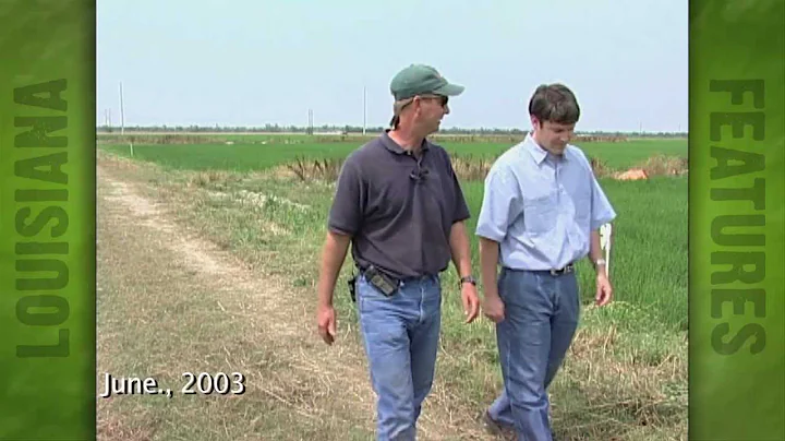 Rice Crop overview (2003)