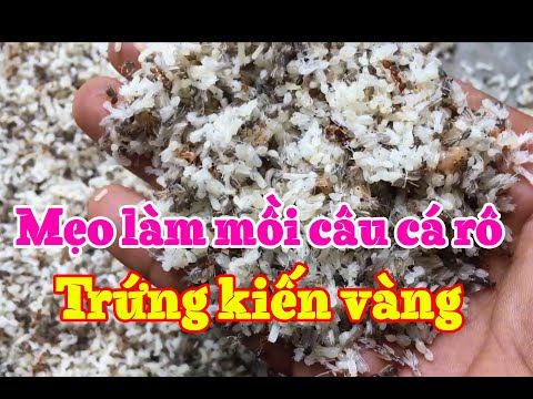 Video: Đặc điểm Câu Cá Bằng Mồi 