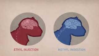 Ethyl vs Methyl mercury