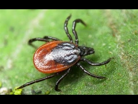5 САМЫХ ОПАСНЫХ