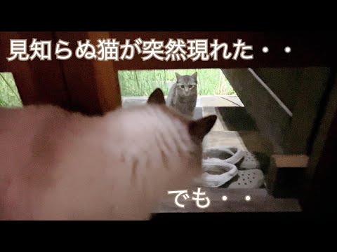 勝手口に 突然 見知らぬ猫が現れた・・でも・・。【玄関先に突然現れた子猫】【保護猫ラグドール】