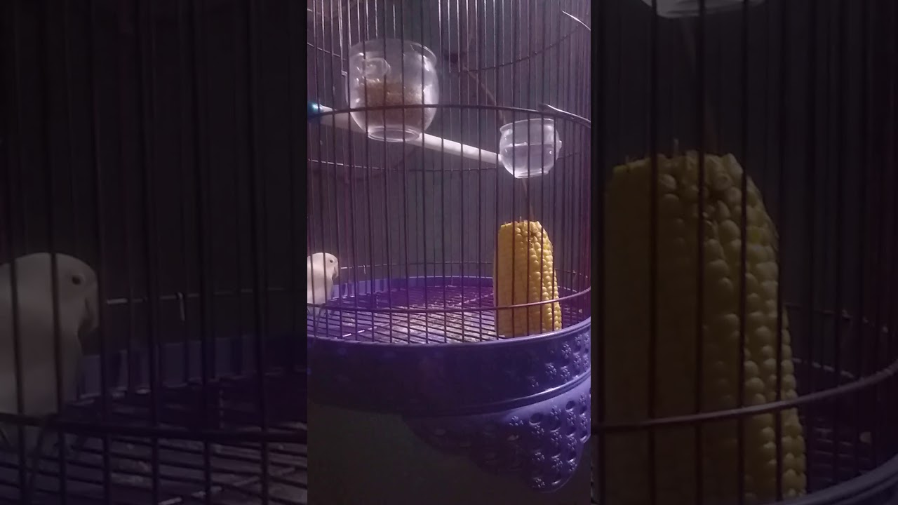 Burung lakbet pada galak 