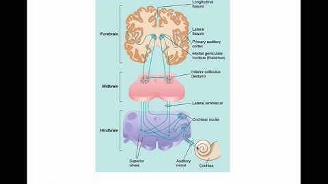 From Ear to Primary Cortex