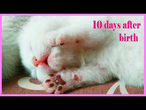 💗-10-days-after-birth-|-tiny-baby-kitten-|-kitten-meowing