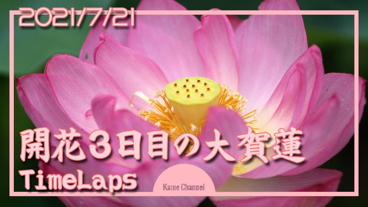 Teishoin S Digital Photo Log 境内の花々 アーカイブ