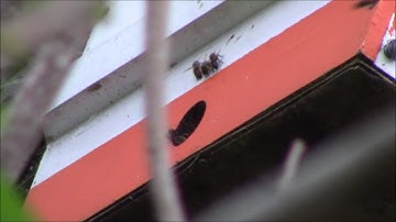 How to set up a swarm trap for honey bees