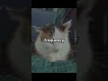 Top 5 Mind-Blowing Cat Facts You Never Knew! 🐱🤯 #shorts  #animals #cat #cute  #facts