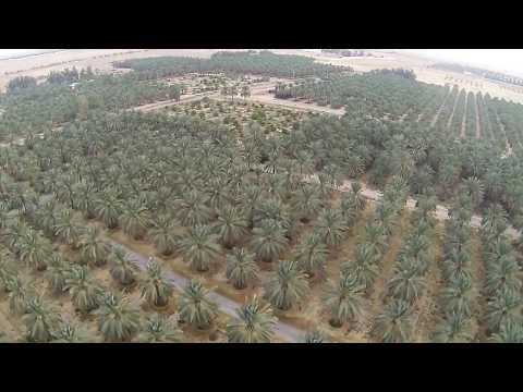 Video: Dadelpalm En Dadels