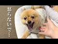 【音量注意】夜中に愛犬を怒らせてしまい大変なことになりました…