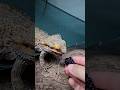 YOUNG BEARDED DRAGON VS GIANT BLACKBERRY | Small Mouth EP1