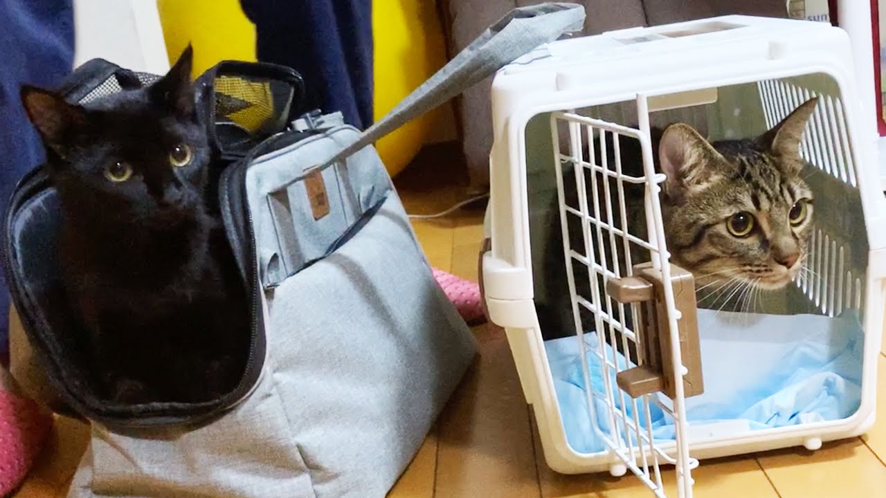 I decided to take my two cats and go back to my parents' house
