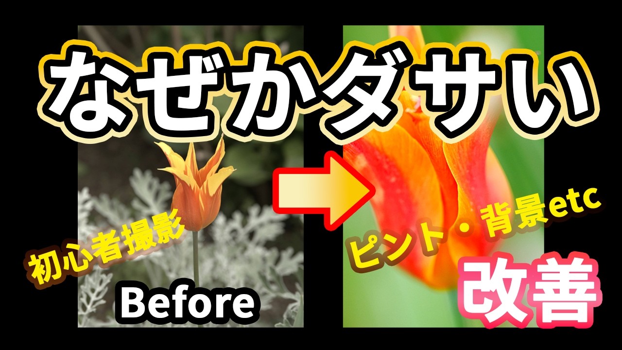 【写真上達・フォトコンテスト】なんかダサい！？あなたの写真があか抜けない理由5選！比較で見せる解説&アドバイス