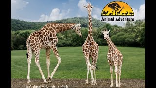 Giraffe Cam - Animal Adventure - April the Giraffe