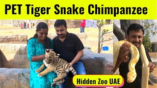 Umm Al Quwain Zoo - Pet Tiger  Snake  Chimpanzee 