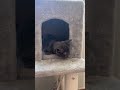 나른한 오후 #2층사는고양이 #태리와리아 #요즘잠만자는태리