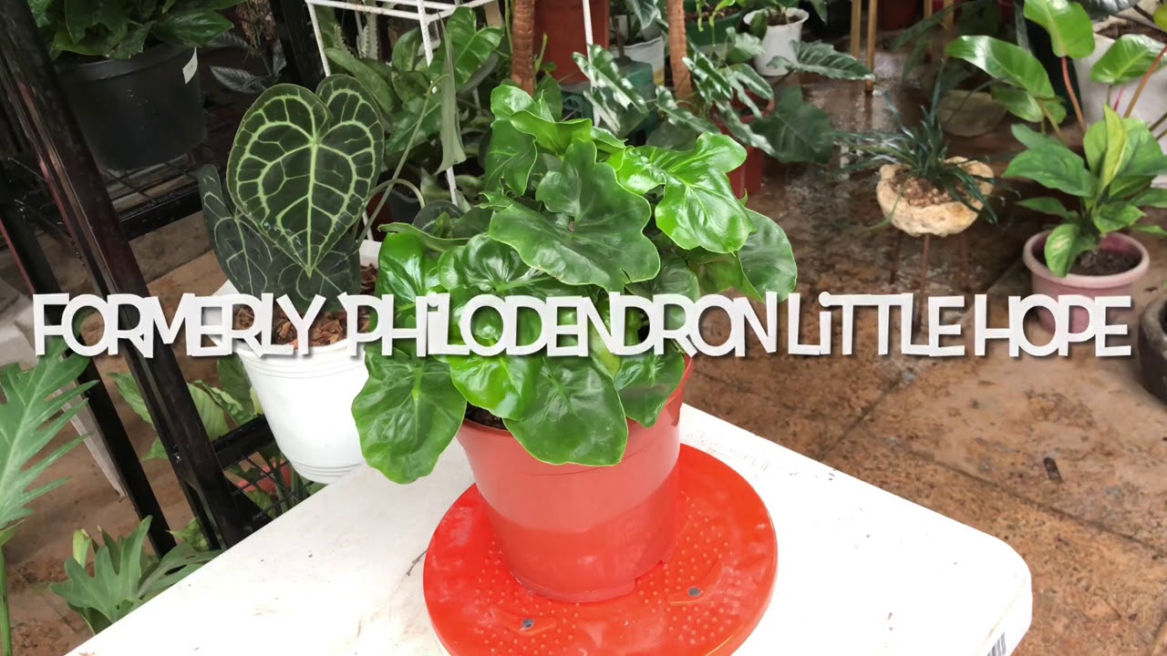 Super Atom not anymore a Philodendron| Thaumatophyllum Super Atom Care