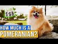 How Much Does A Pomeranian Cost? | Pomeranian Dog Price And Facts | How Much Money Is A Pomeranian?