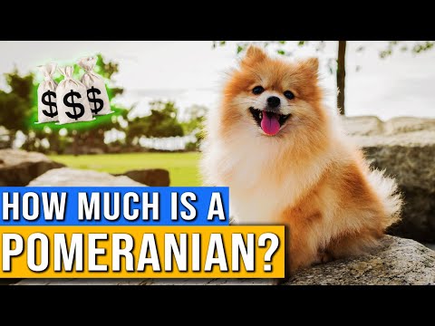 How Much Does A Pomeranian Cost? | Pomeranian Dog Price And Facts | How Much Money Is A Pomeranian?