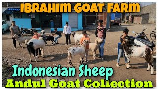 Andul Goat Collection At Ibrahim Goat Farm | Indonesian Sheep In Kalyan |@Rizwankranti