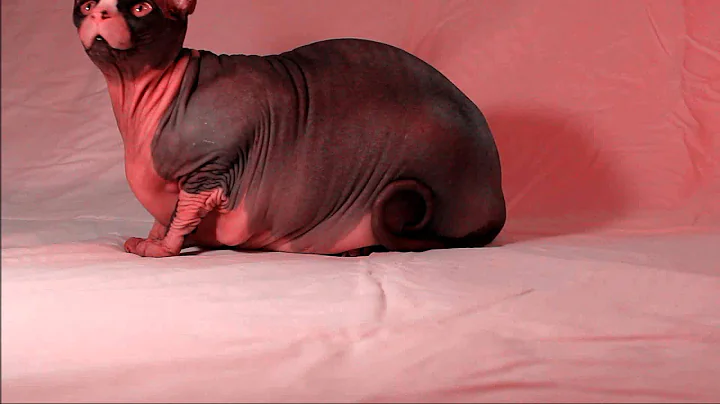 Harlem Shake (Hairless Cat Edition)