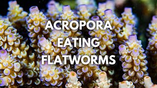 Managing ACRO EATING FLATWORMS with Cris Capp