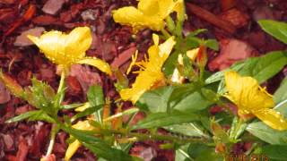 Famous The Fields Brothers-Bennie & Clancy-West Virginia Wealth