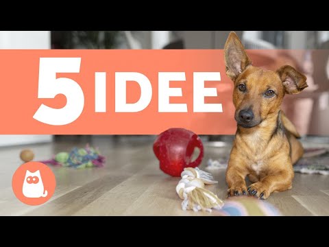 Video: Step-by-Step: Come essere un cane In 21 illustrazioni divertenti